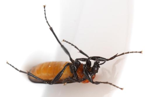 Bibio anglicus